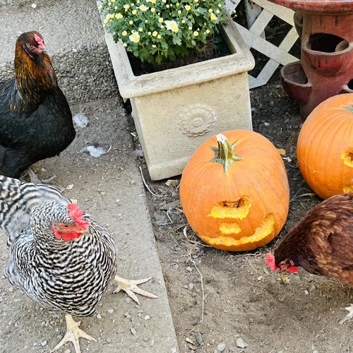 chickens carve punkins.jpg
